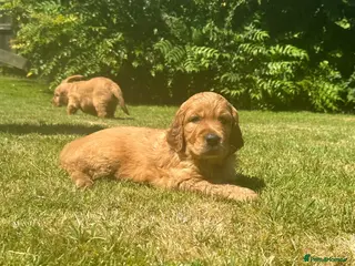 Mixed Breed dogs Golden Irish - Advert 1