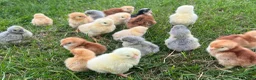 Chickens poultry for sale: Day Old PURE BREEDS Chicks for sale! - Advert 3