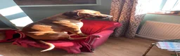 Rhodesian Ridgeback dogs for stud: Beautiful Rhodesian Ridgeback to Stud  in Lightwater - Advert 11