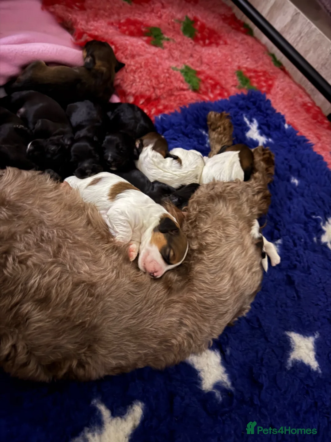 Mixed Breed dogs for sale: F1b Cockapoo x Cavapoo (Double Doodles) Moray - Advert 2