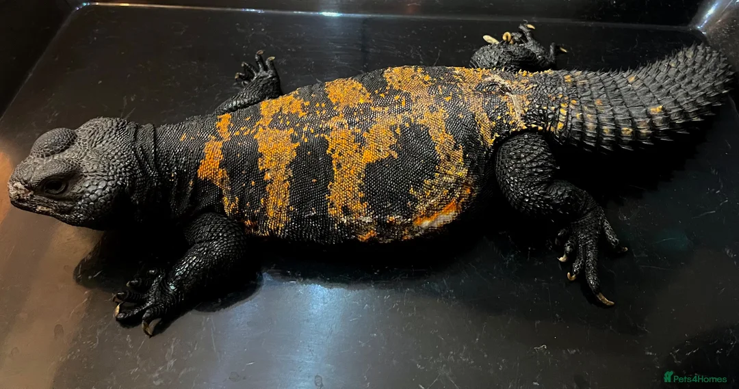 Lizard reptiles for sale: Uromastyx dispar flavifasciata - Advert 1