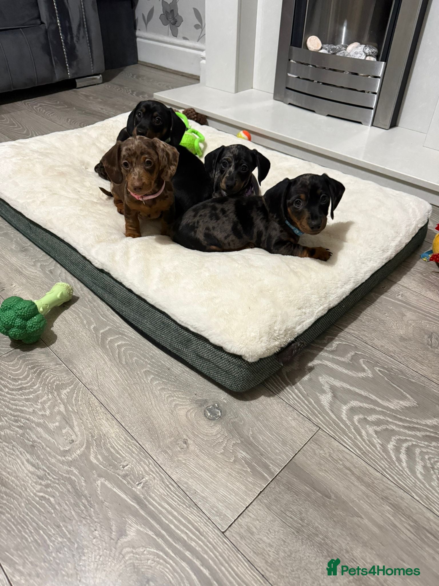 Miniature Dachshund dogs 8 Week Old Miniature Dachshund Puppies  - Advert 1