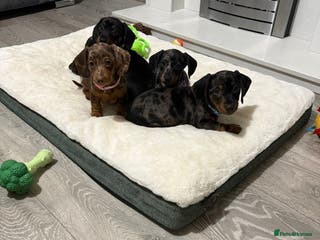 Miniature Dachshund dogs 8 Week Old Miniature Dachshund Puppies - Advert 1