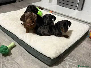 Miniature Dachshund dogs 8 Week Old Miniature Dachshund Puppies - Advert 8