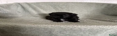 Shih Tzu 2