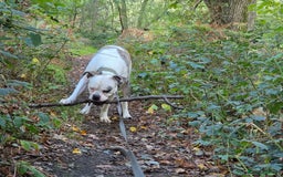American Bulldog dogs for sale: Rescue Ozzy  - Image 14