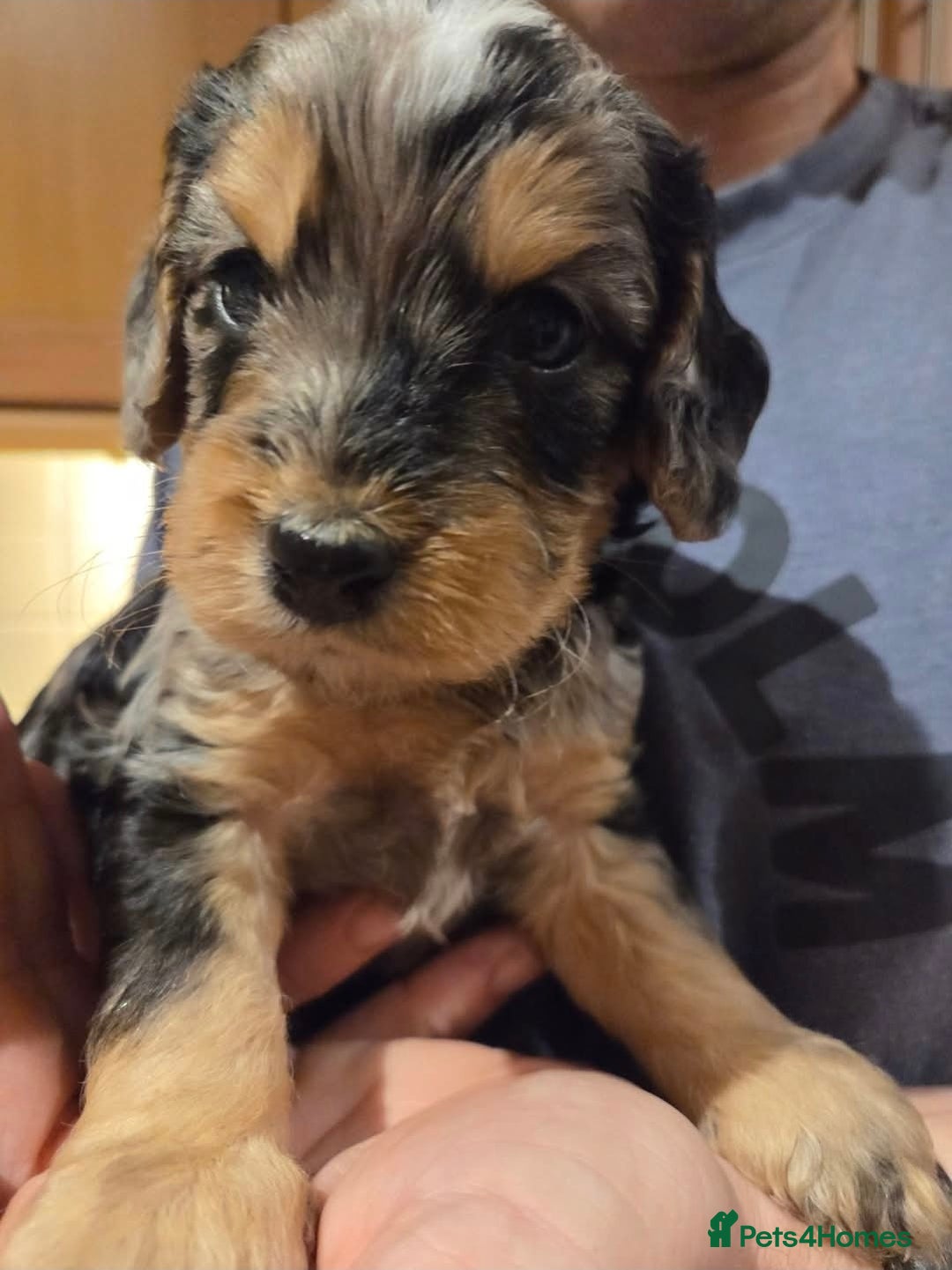 Cockapoo dogs for sale: Beautiful F1b cockapoo puppies  - Advert 5