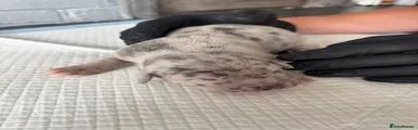 Cane Corso Puppy 1