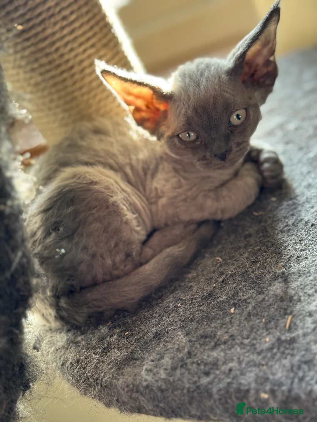 Devon Rex cats for sale: LAST KITTEN READY TO LEAVE - Advert 4