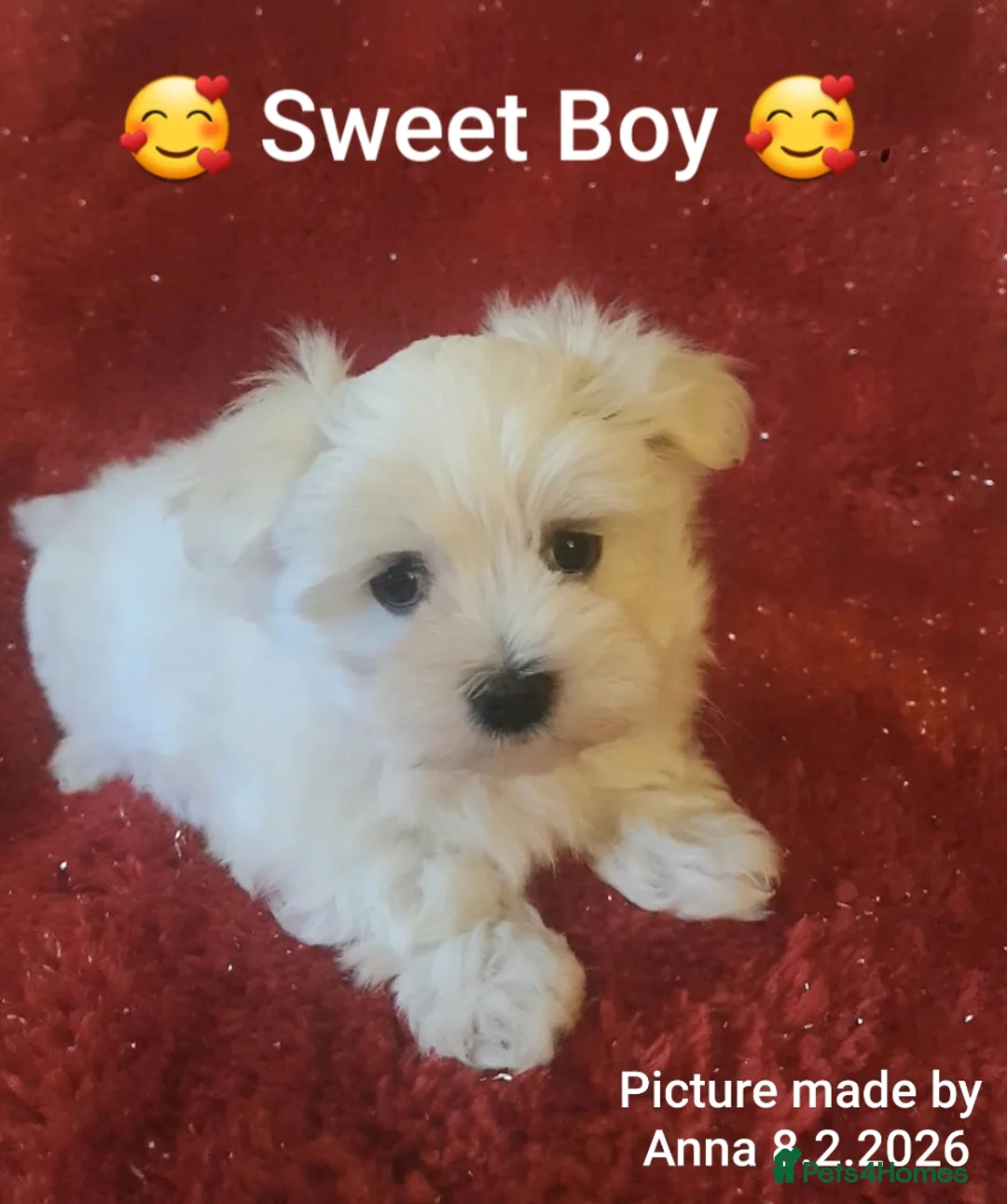 Maltese dogs for sale: Maltese ♡ Pedigree ♡  - Advert 15