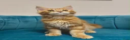 Maine Coon cats for sale: TICA Pedigree Registered Maine Coon Kittens - Advert 34