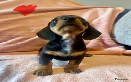 Miniature Dachshund dogs for sale: Miniature dachshunds - Image 23