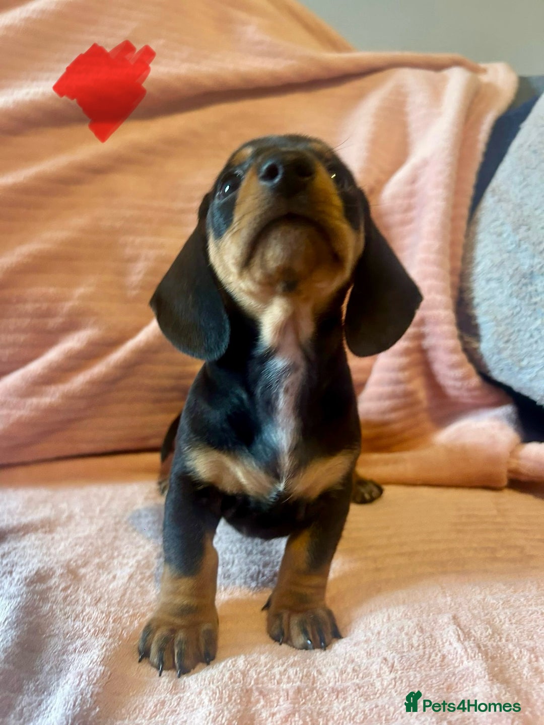Miniature Dachshund dogs for sale: Miniature dachshunds - Image 23