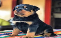 Rottweiler dogs for sale: 🐾🖤 Our Rottweiler Puppies for Sale 🐶💪 - Image 1