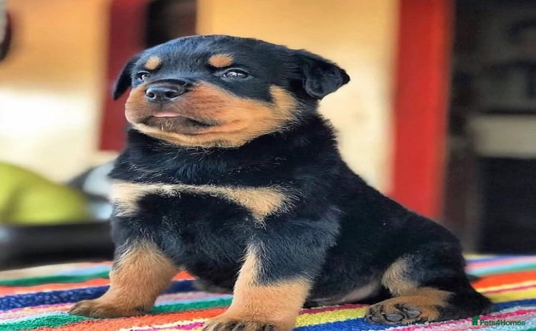 Rottweiler dogs - Advert 3