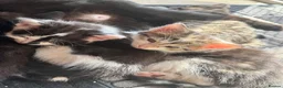 Mixed Breed cats for sale: 3 Beautiful kittens - Advert 10