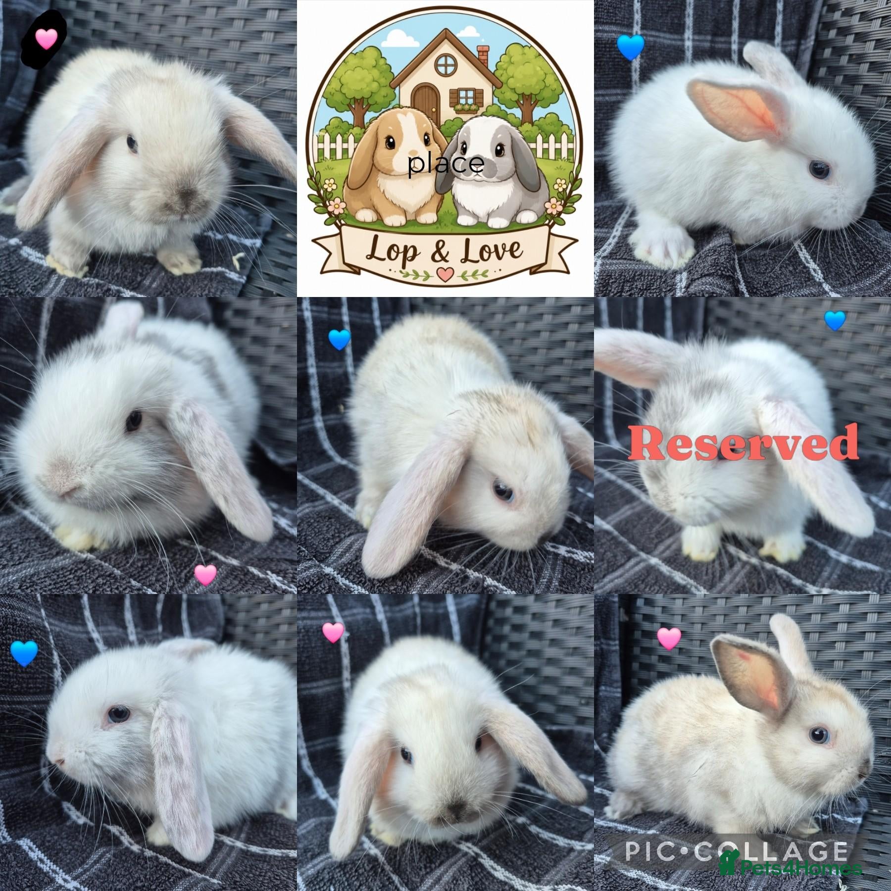 Mini Lop rabbits 🩷💙 Baby Pure-bred Mini Lops Ready Next Weekend! - Advert 1