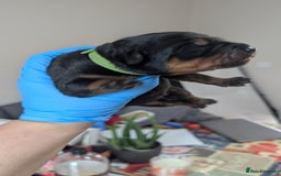 Rottweiler dogs for sale: Rottweiler puppies  - Image 7
