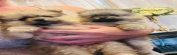 Pomeranian dogs for sale: Stunning Pomeranian puppys - Advert 1