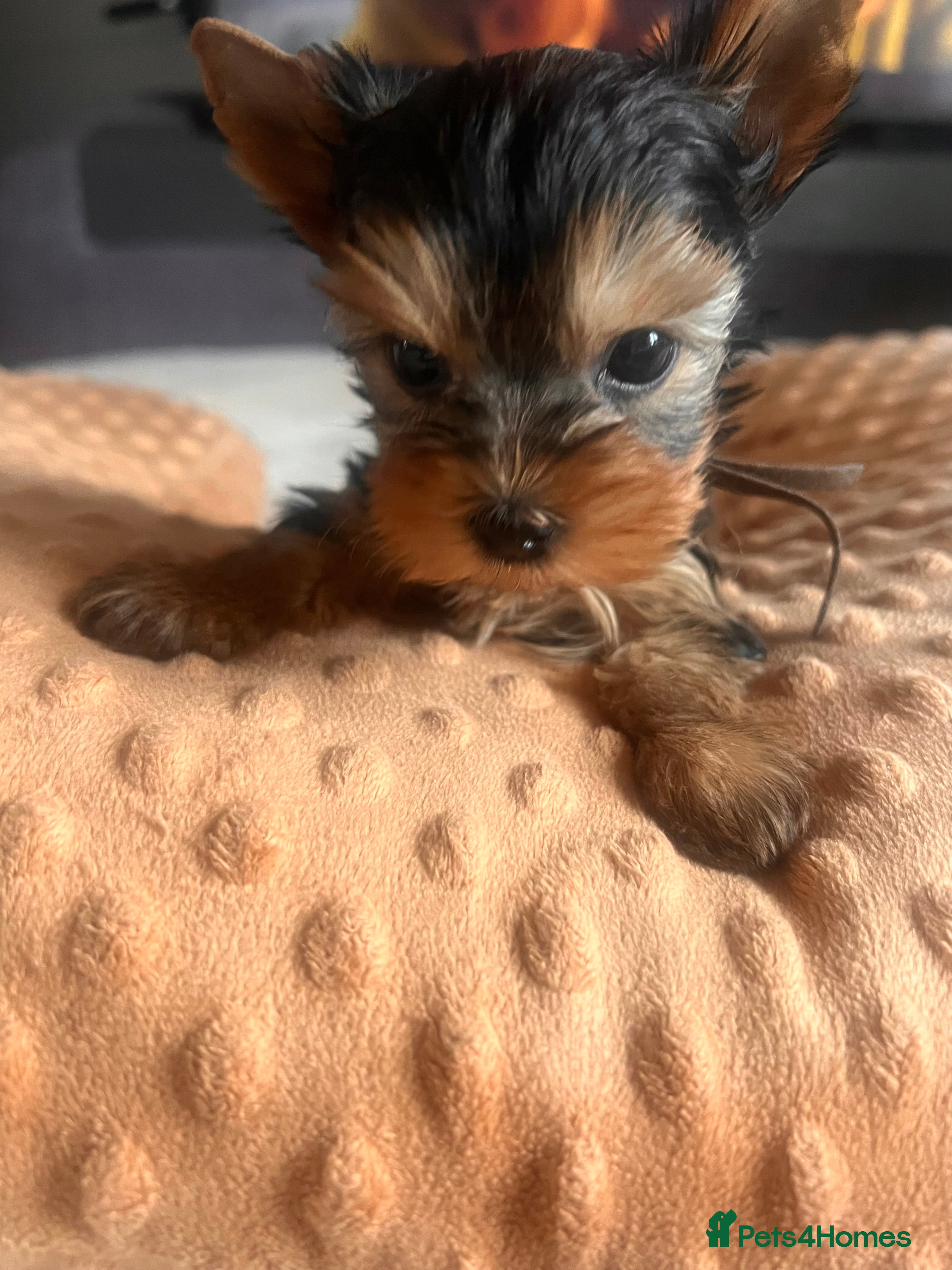 Yorkshire Terrier dogs ❣️Miniature Yorkshire Terriers – 4 Boys VERY SMALL - Advert 17