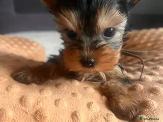 Yorkshire Terrier dogs ❣️Miniature Yorkshire Terriers – 4 Boys VERY SMALL - Advert 17