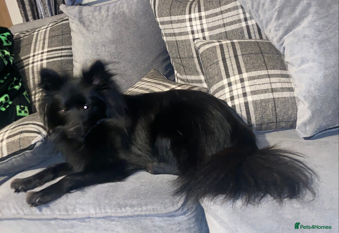 Pomeranian dogs for sale: Black Pomeranian puppies  - Advert 3