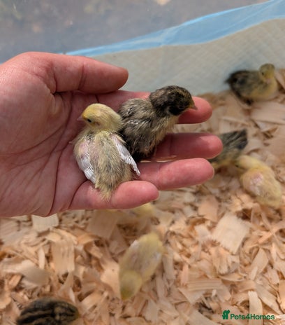 Quail poultry in Penrith - Advert 17