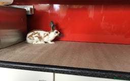 English Spot rabbits for sale: English Rabbits for sale  - Image 2