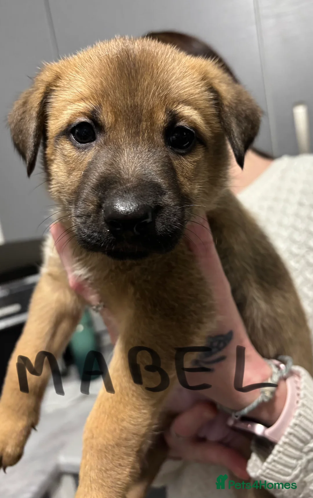 Belgian Shepherd Dog dogs for sale: Belgian Malinois cross puppies for sale.  - Advert 6