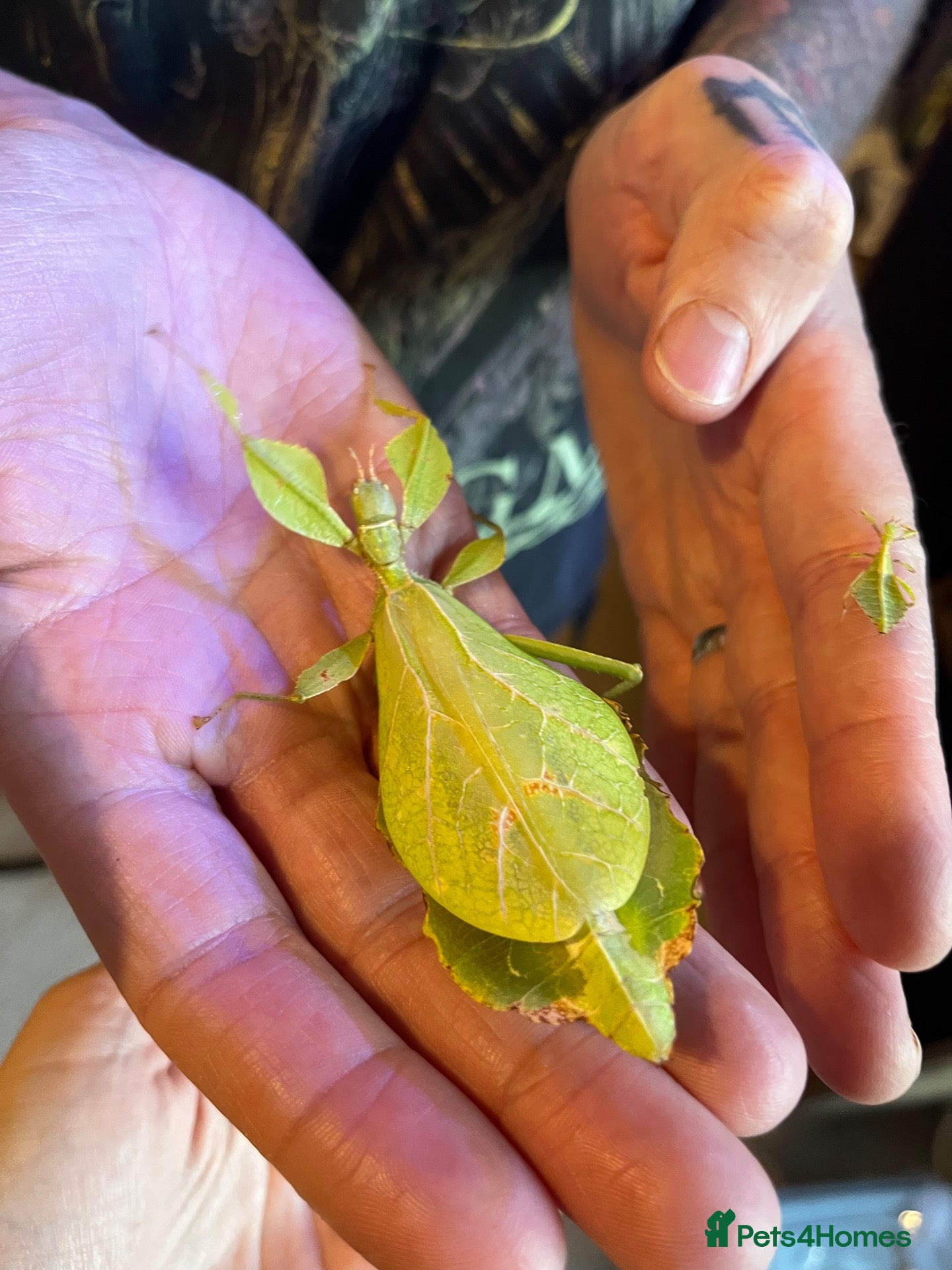 Stick Insects invertebrates Leaf insects, Nymphs - Advert 17