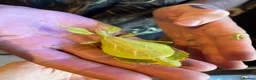 Stick Insects invertebrates for sale: Leaf insects, Nymphs in Preston - Advert 1