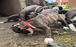 Mixed Breed dogs for sale: 3 BOYS LEFT - American Staffordshire bull terriers - Image 11