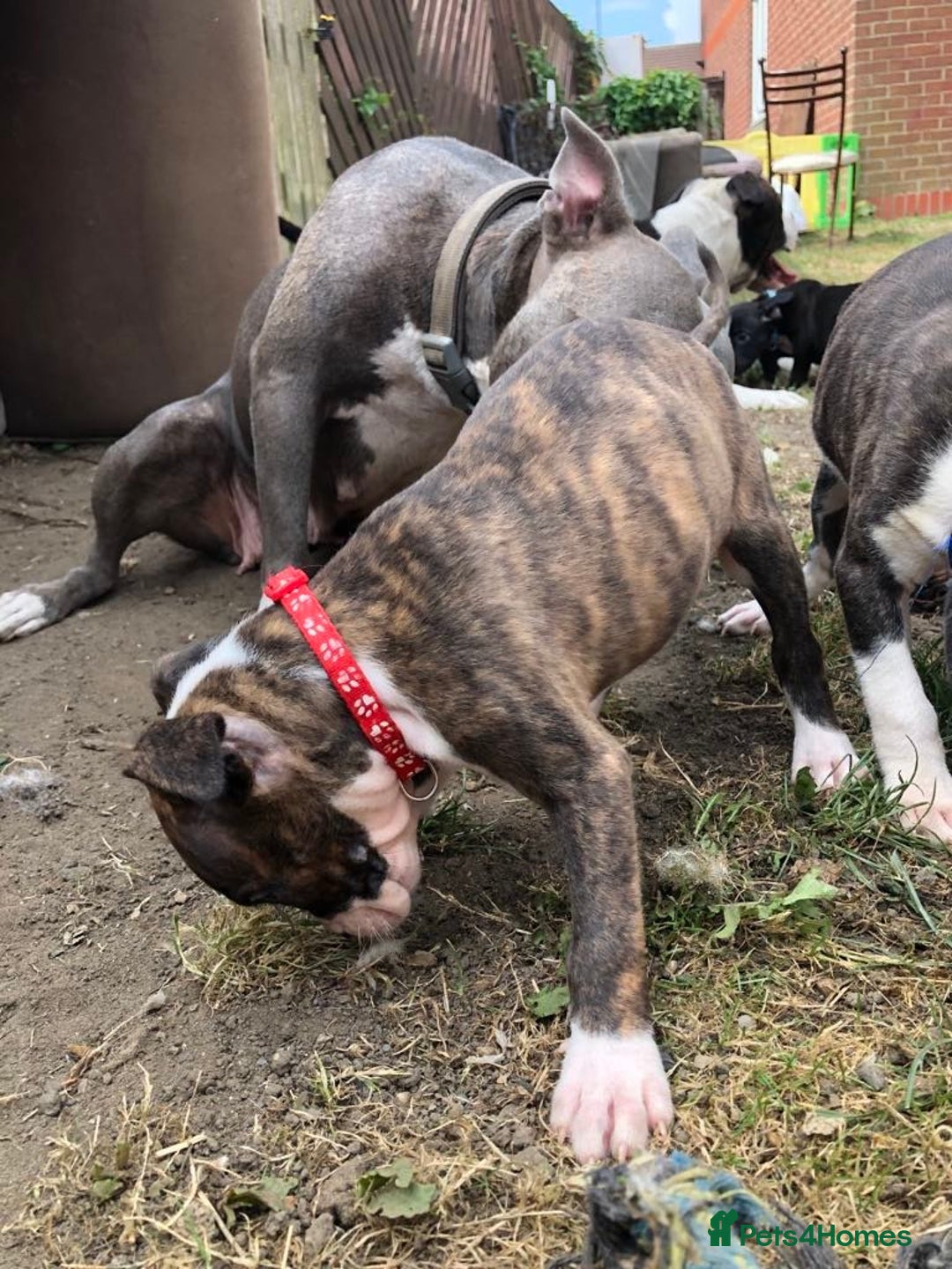 Mixed Breed dogs for sale: 3 BOYS LEFT - American Staffordshire bull terriers - Image 11
