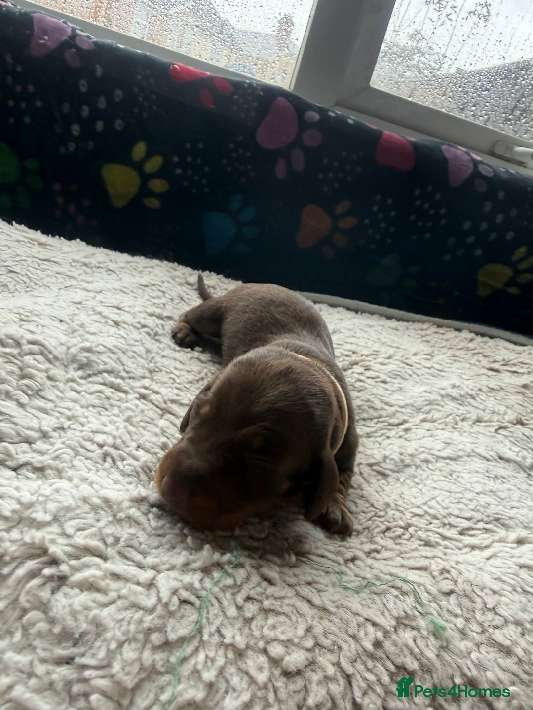 Miniature Dachshund dogs for sale: Miniature daxies - Advert 17