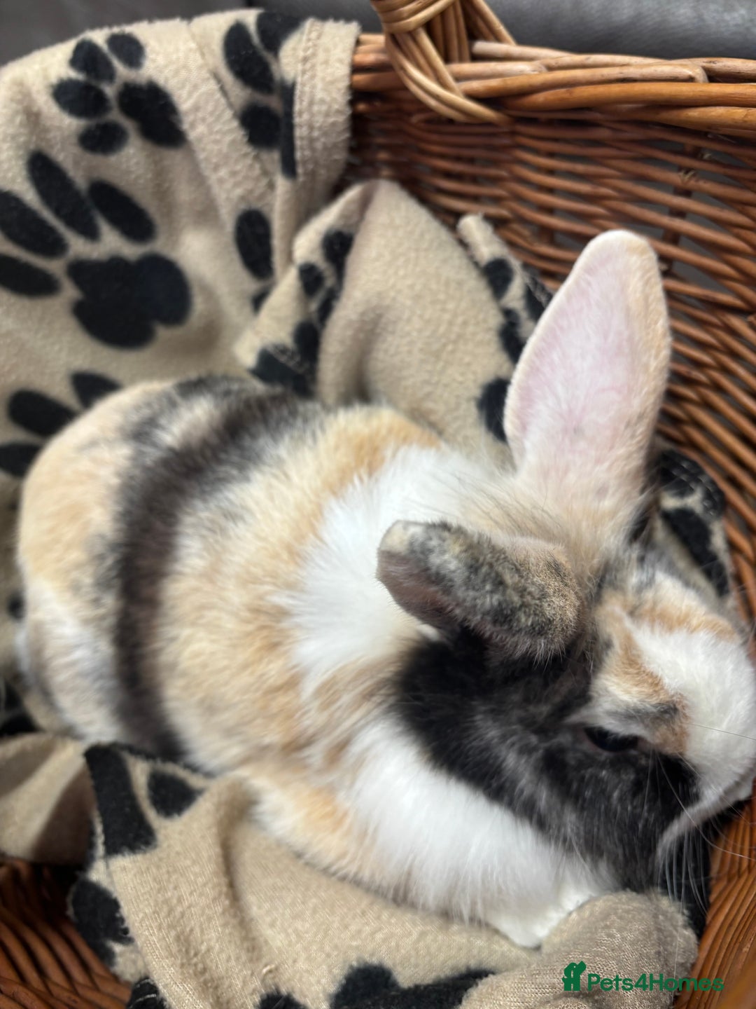 Lionhead rabbits for sale: Lionhead x rabbits for sale  - Advert 3