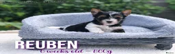 Yorkshire Terrier dogs for sale: Beautiful Litter of Six Biewer Terriers! - Advert 17