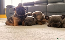 French Bulldog dogs for sale: 4 lovely French Bulldog puppies for sale . - Image 3