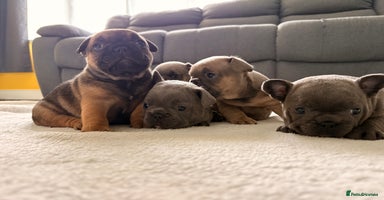 French Bulldog dogs - Advert 1