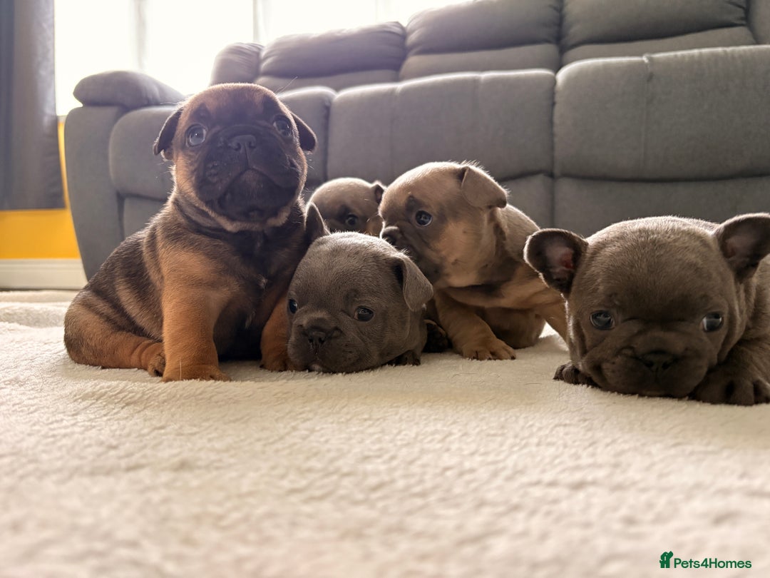 French Bulldog dogs for sale: 4 lovely French Bulldog puppies for sale . - Image 3