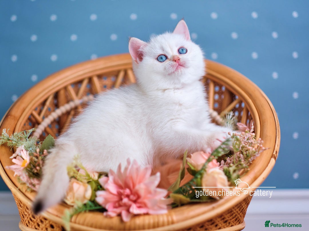 Scottish Fold cats for sale: Show Quality Scottish Kittens - Advert 4