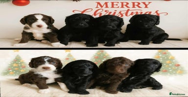 Goldendoodle dogs 1 Girl left Gorgeous Healthy Goldendoodle Puppie - Advert 5