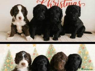 Goldendoodle dogs Gorgeous Healthy Goldendoodle Puppies - Advert 9