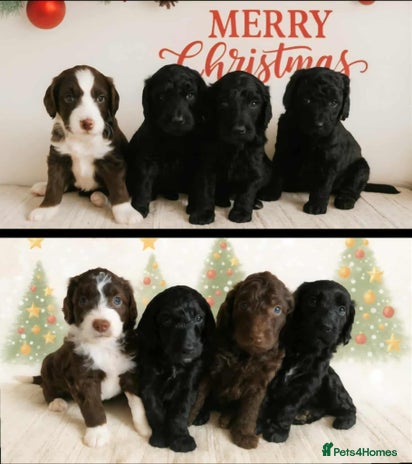 Goldendoodle dogs - Advert 2