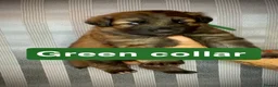 German Shepherd dogs for sale: German Shepherd puppies  - Advert 7