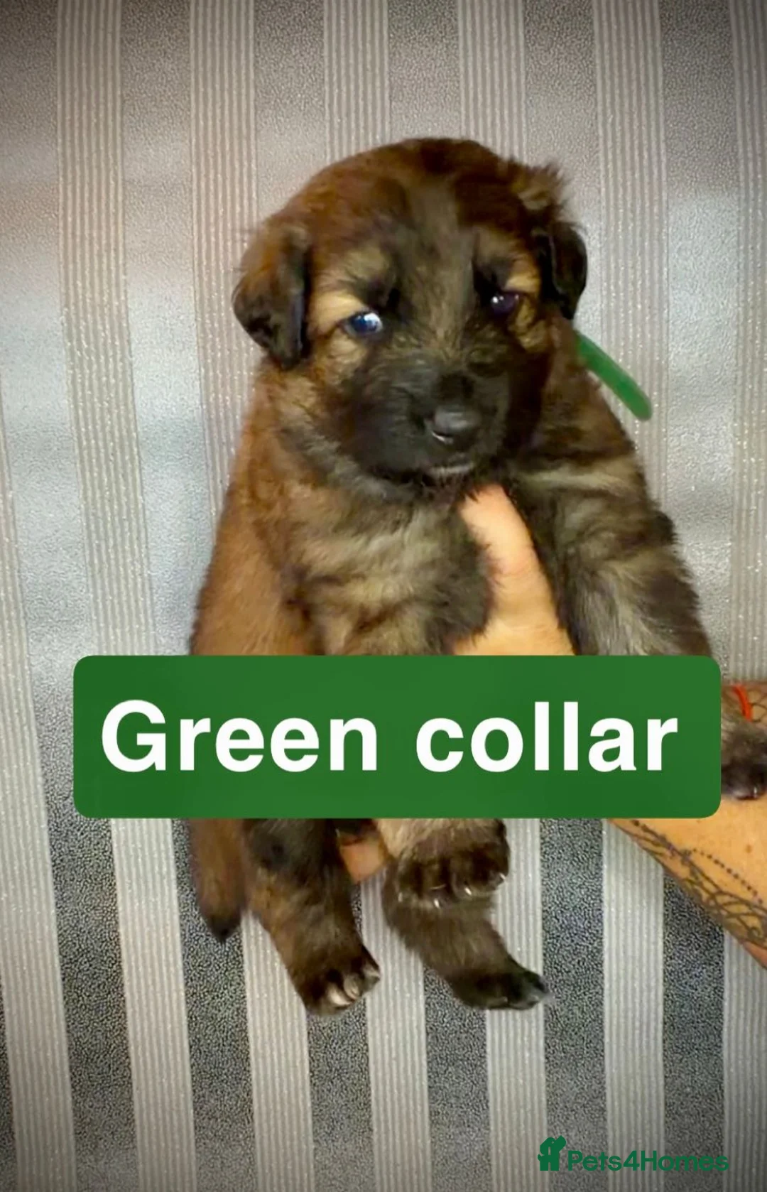 German Shepherd dogs for sale: German Shepherd puppies  - Advert 7