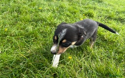 Border Collie dogs for sale: 4 border collie males looking for forever homes  - Image 5