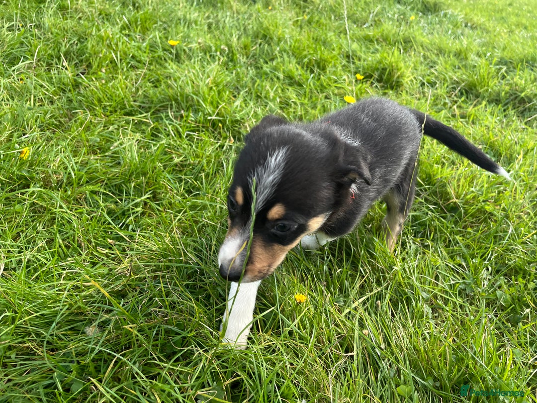 Border Collie dogs for sale: 4 border collie males looking for forever homes  - Image 5