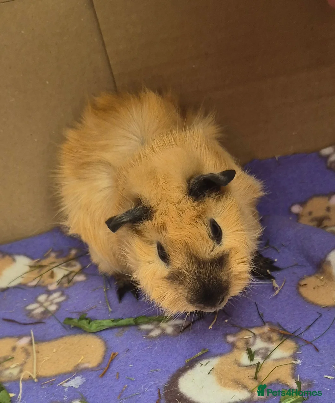 Guinea Pig rodents for sale: Californian Funky Guinea Pigs  - Advert 7