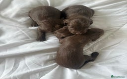 Sprocker dogs for sale: Stunning Chocolate Sprocker Spaniels in Llandysul - Image 6
