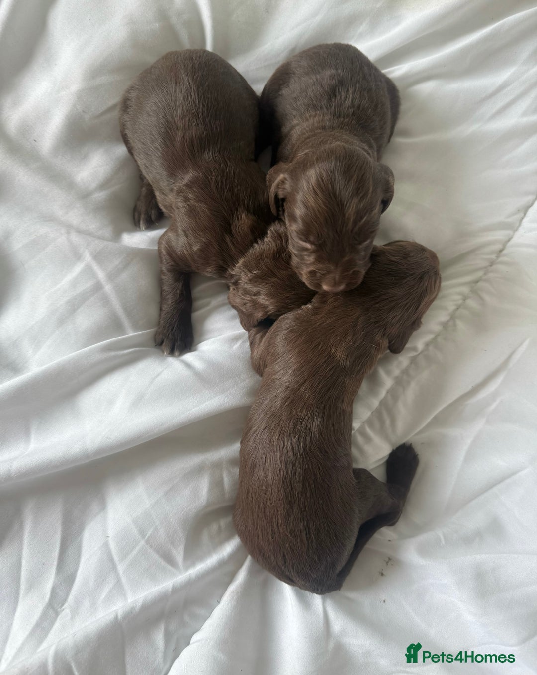 Sprocker dogs for sale: Stunning Chocolate Sprocker Spaniels in Llandysul - Image 6